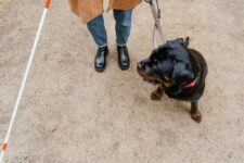 How Do You Choose a Safe and Comfortable Dog Leash?